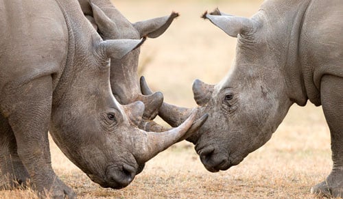 rhinos-locking-horns.jpg